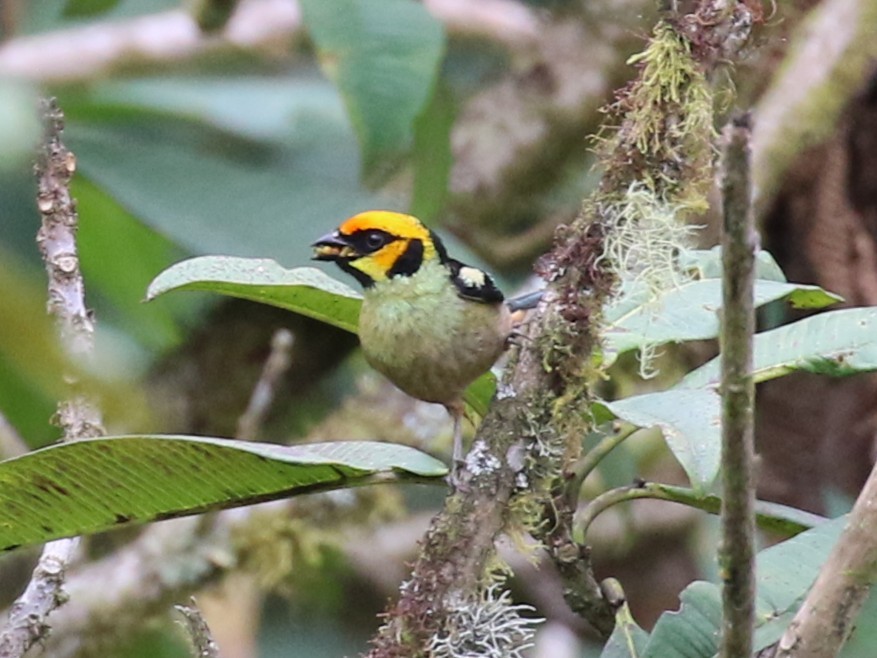 Flame-faced Tanager - ML641926694