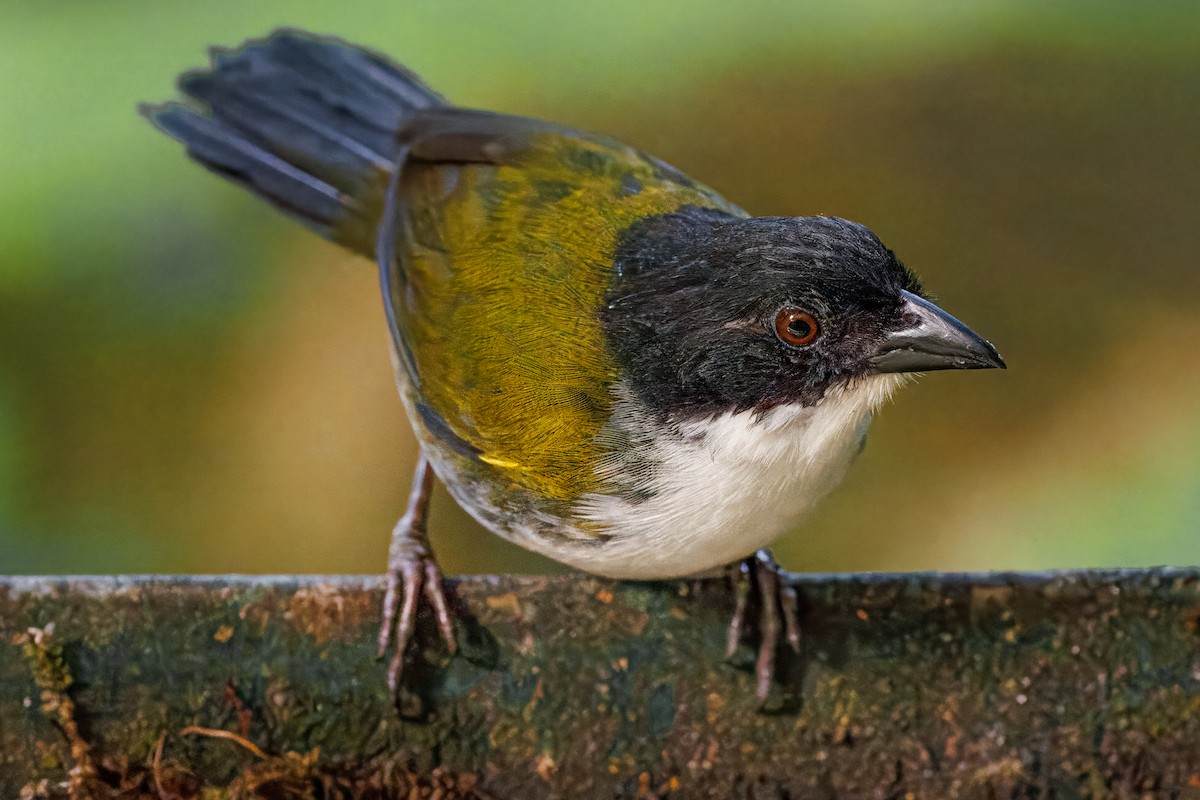 Black-headed Brushfinch - ML641926699