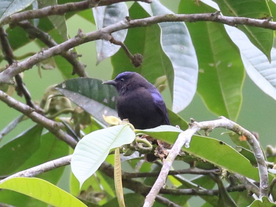 Capped Conebill - ML641926714