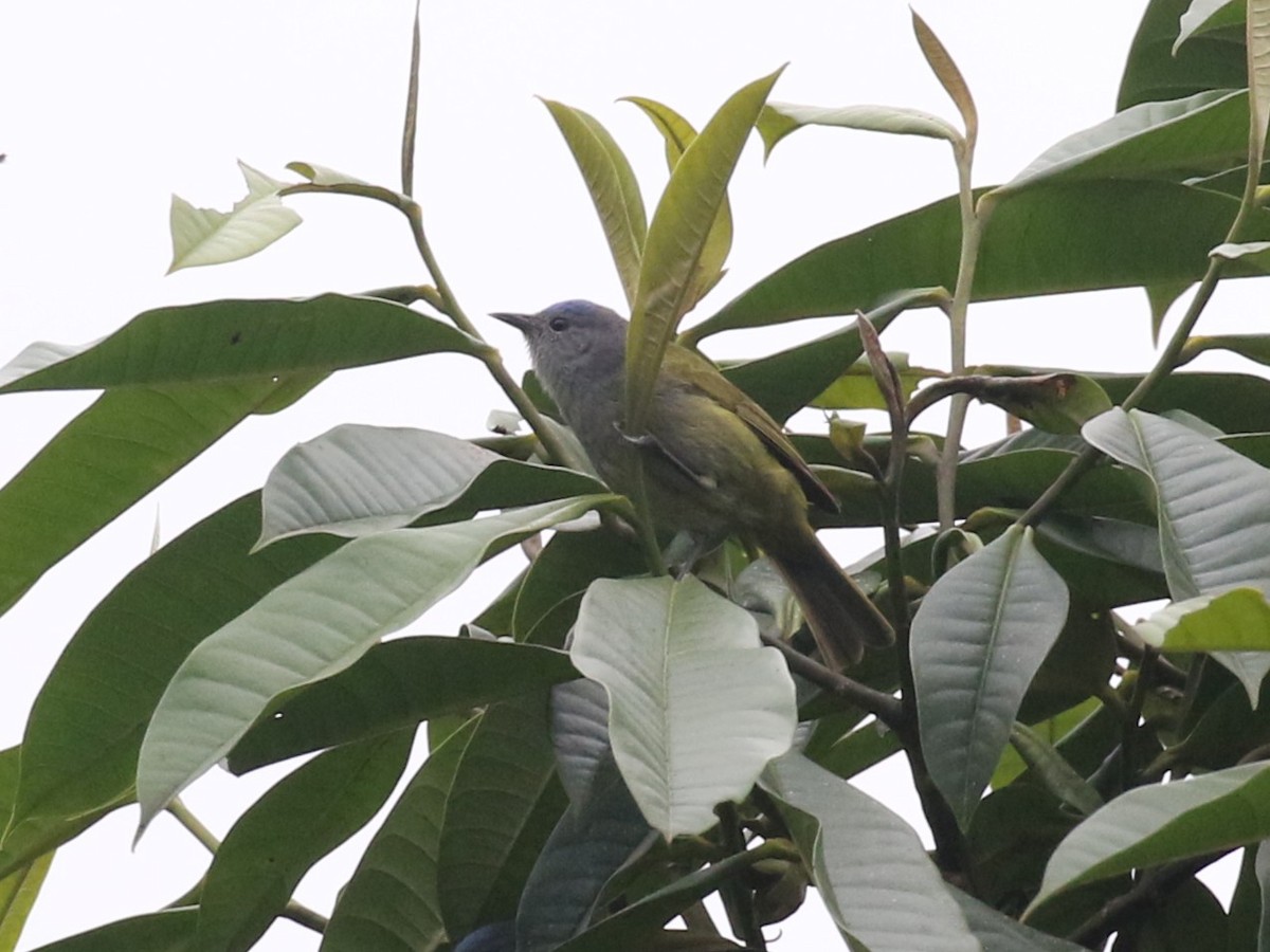 Capped Conebill - ML641926715