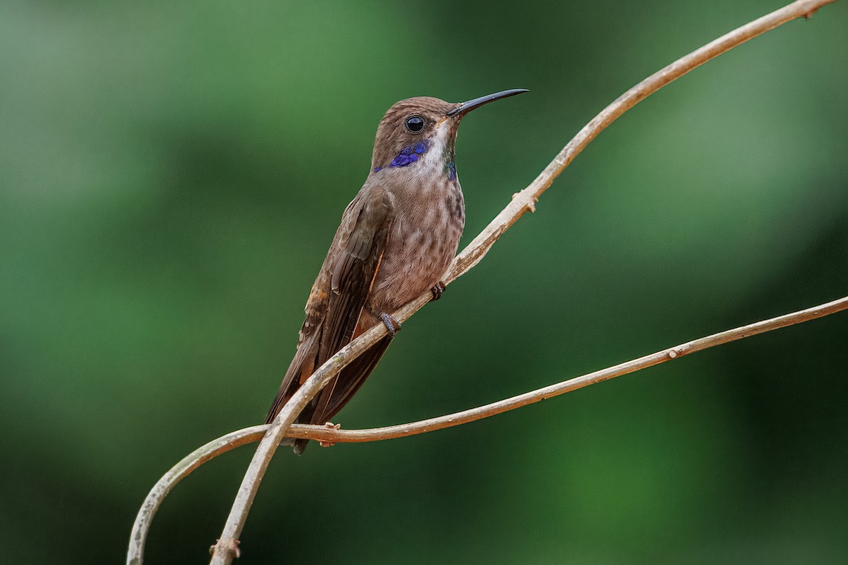 Brown Violetear - ML641926718