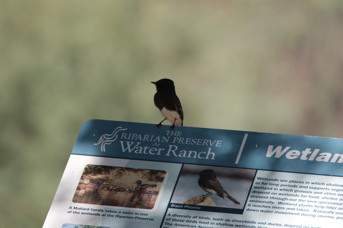 Black Phoebe - ML641926724