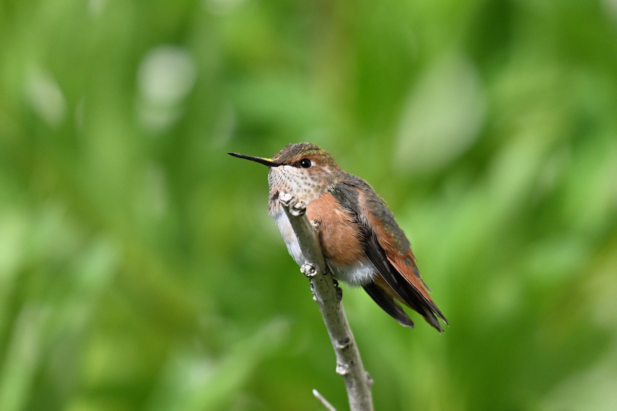 Rufous Hummingbird - ML641926727