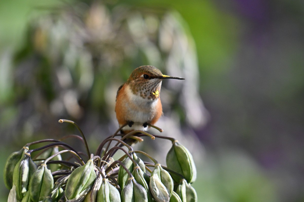 Rufous Hummingbird - ML641926729