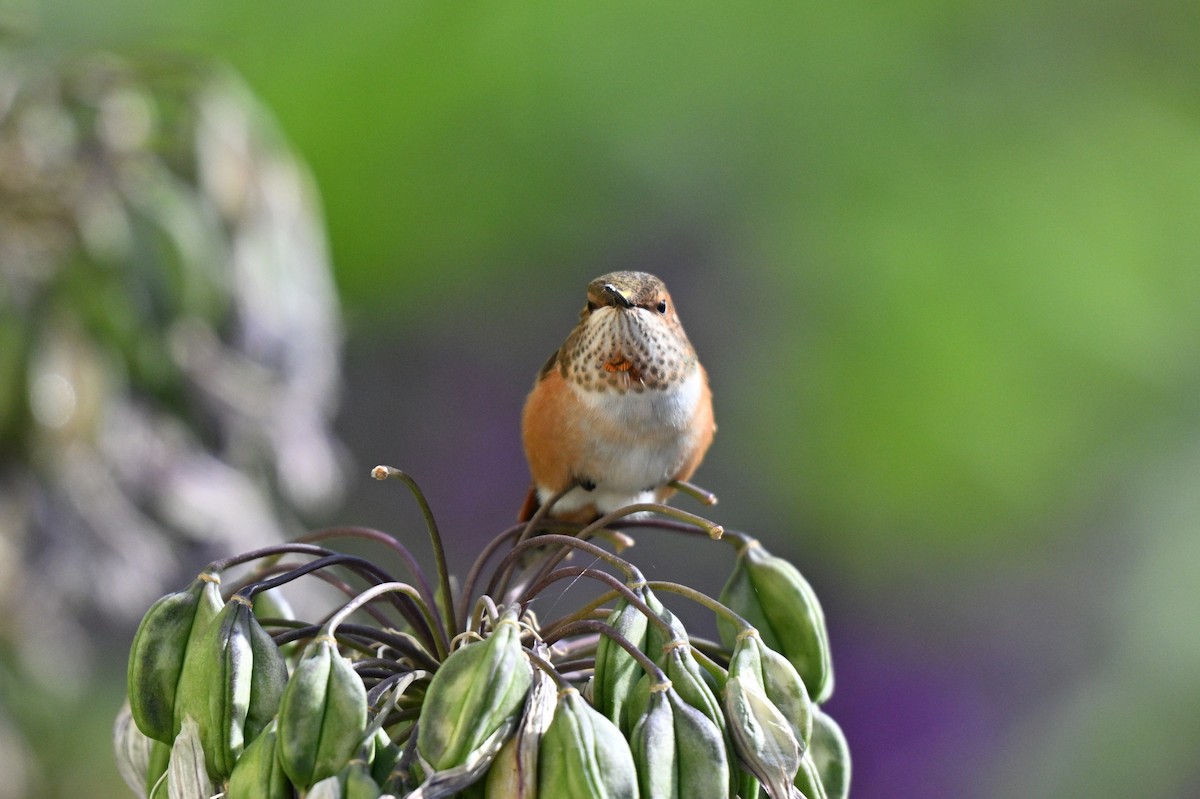 Rufous Hummingbird - ML641926730