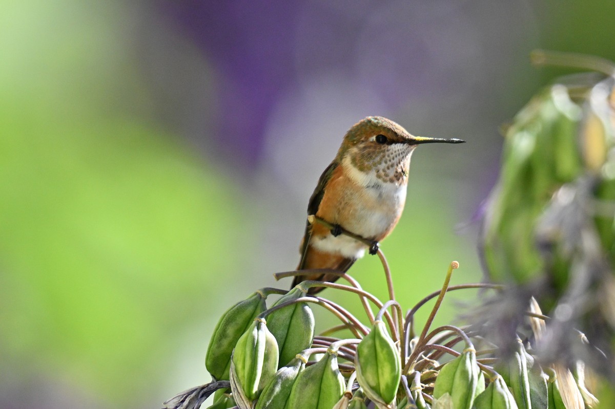 Rufous Hummingbird - ML641926733