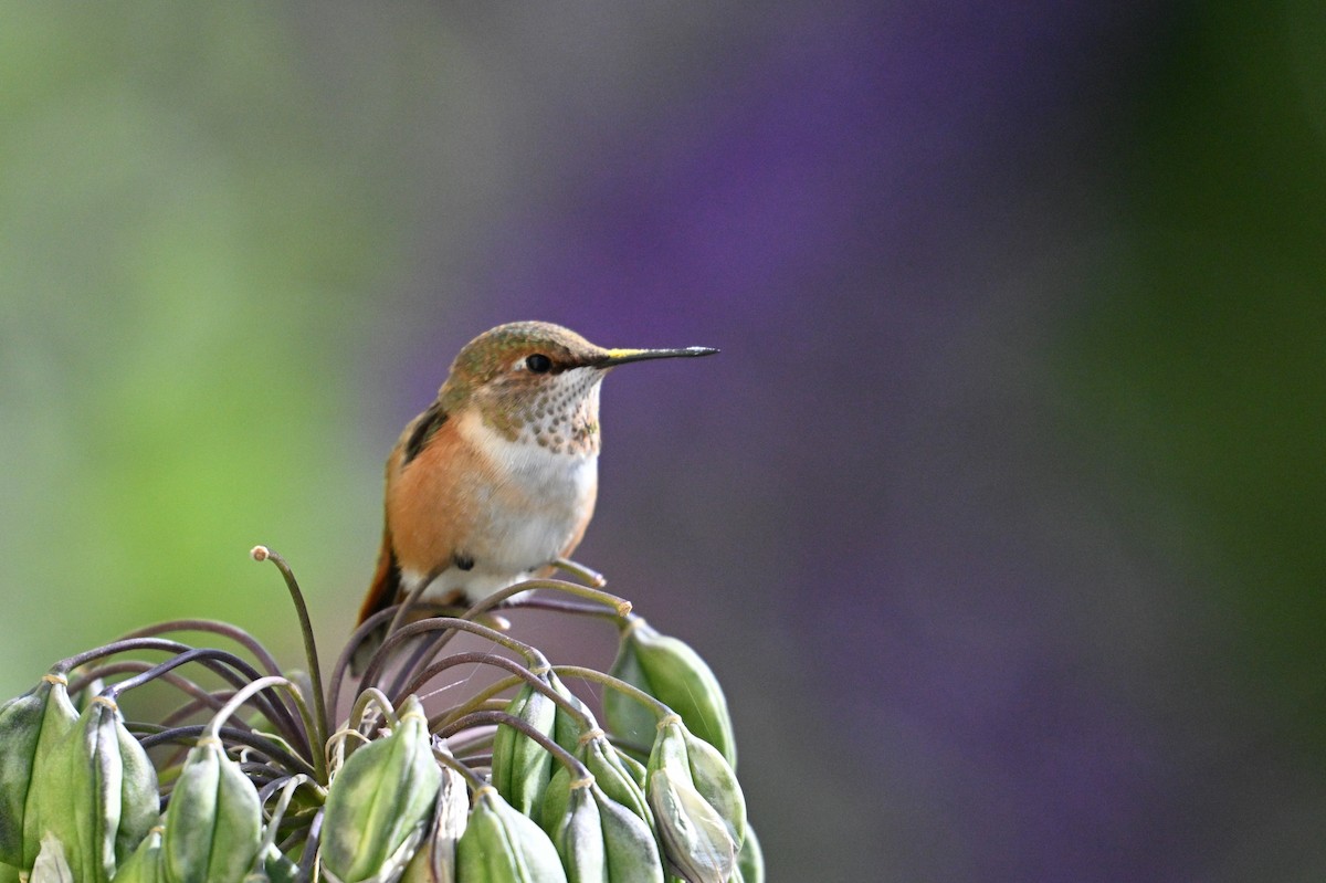 Rufous Hummingbird - ML641926734