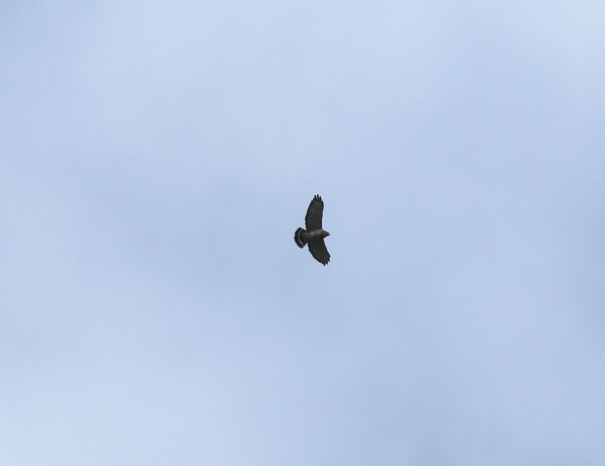 Broad-winged Hawk - ML641926736
