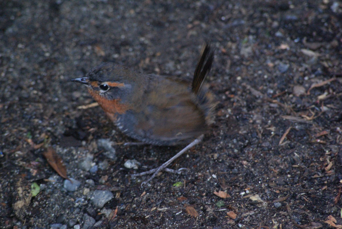 Chucao Tapaculo - ML641926738
