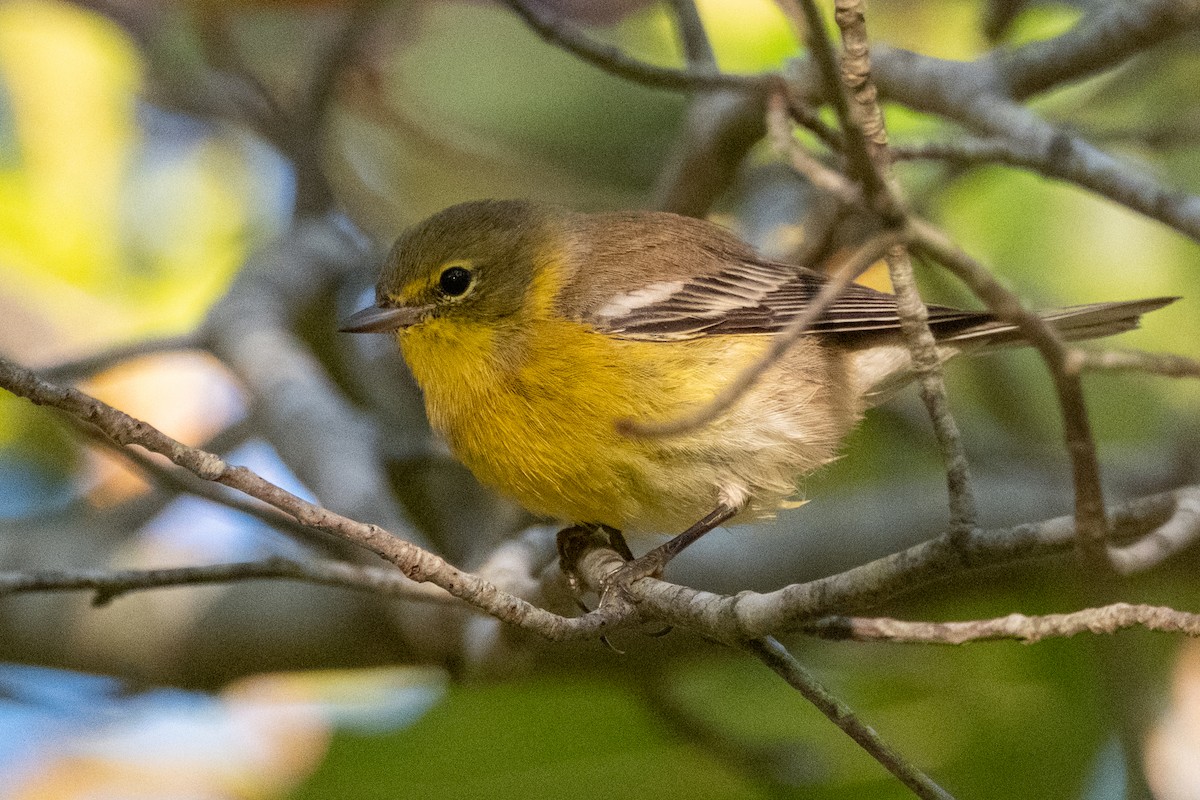 Pine Warbler - ML641926755