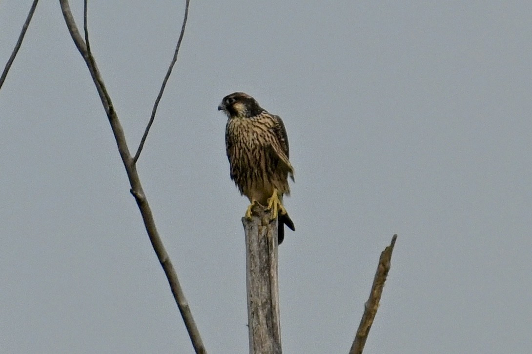 Peregrine Falcon - ML641926762