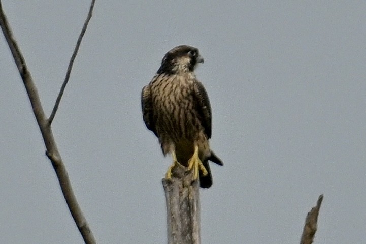 Peregrine Falcon - ML641926764