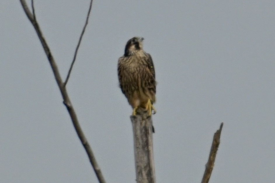 Peregrine Falcon - ML641926766