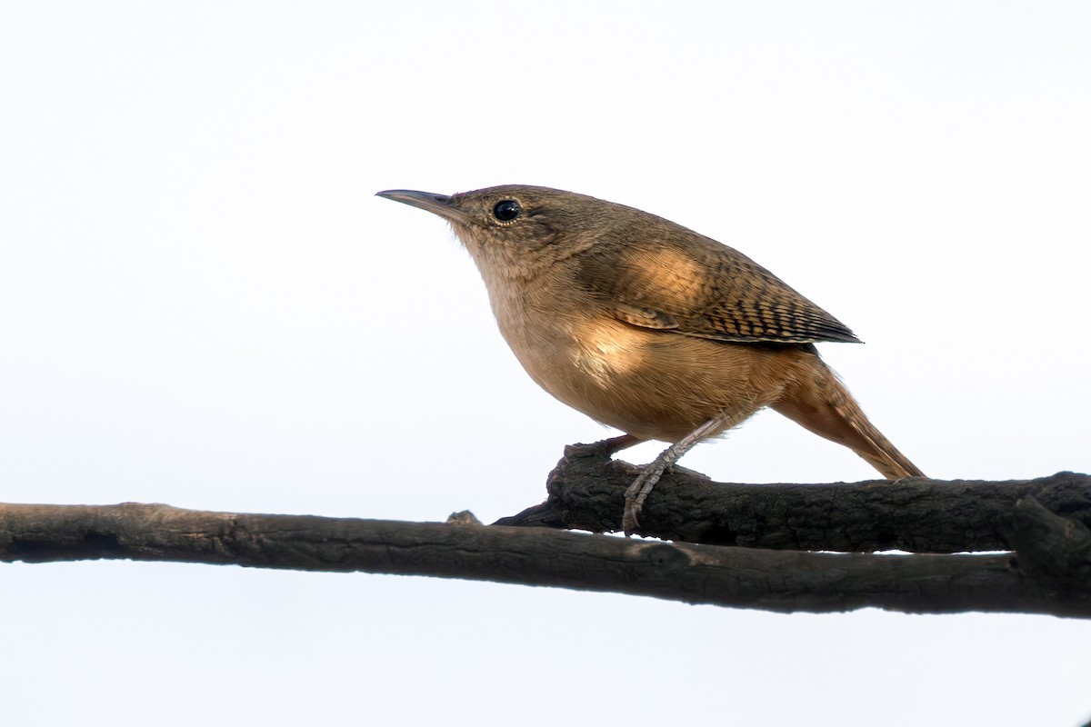 Southern House Wren - ML641926769