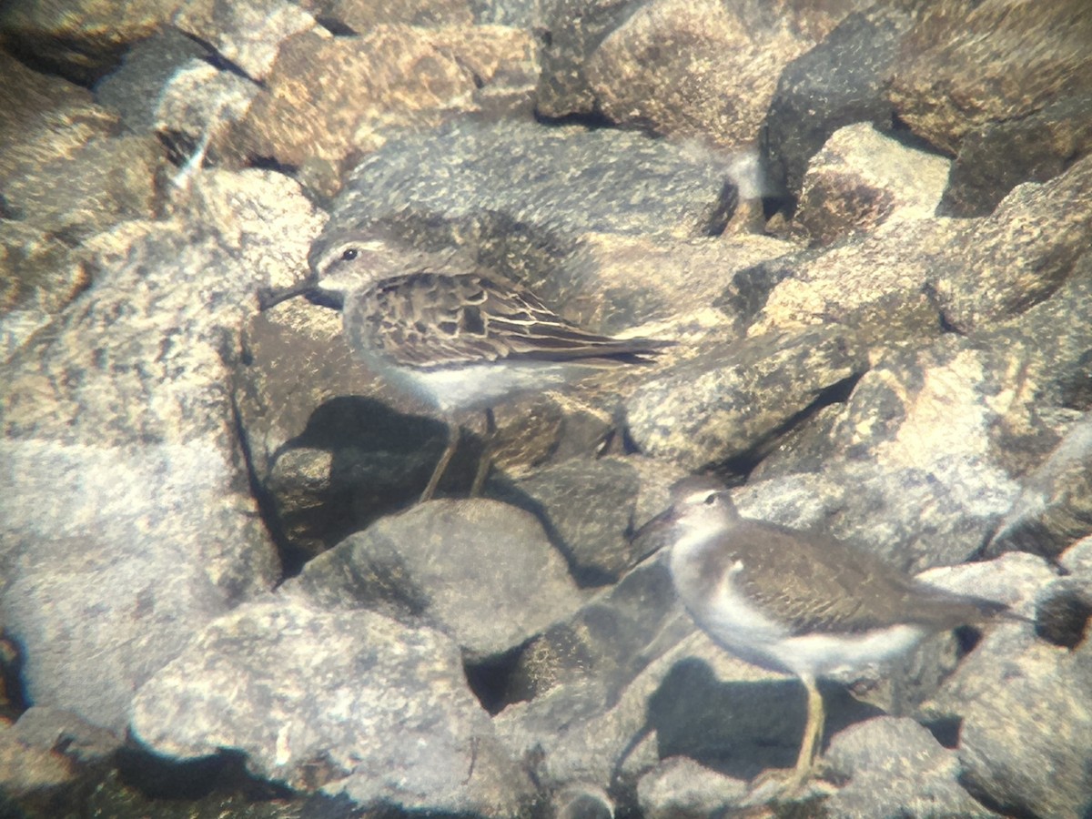 Spotted Sandpiper - ML641926770