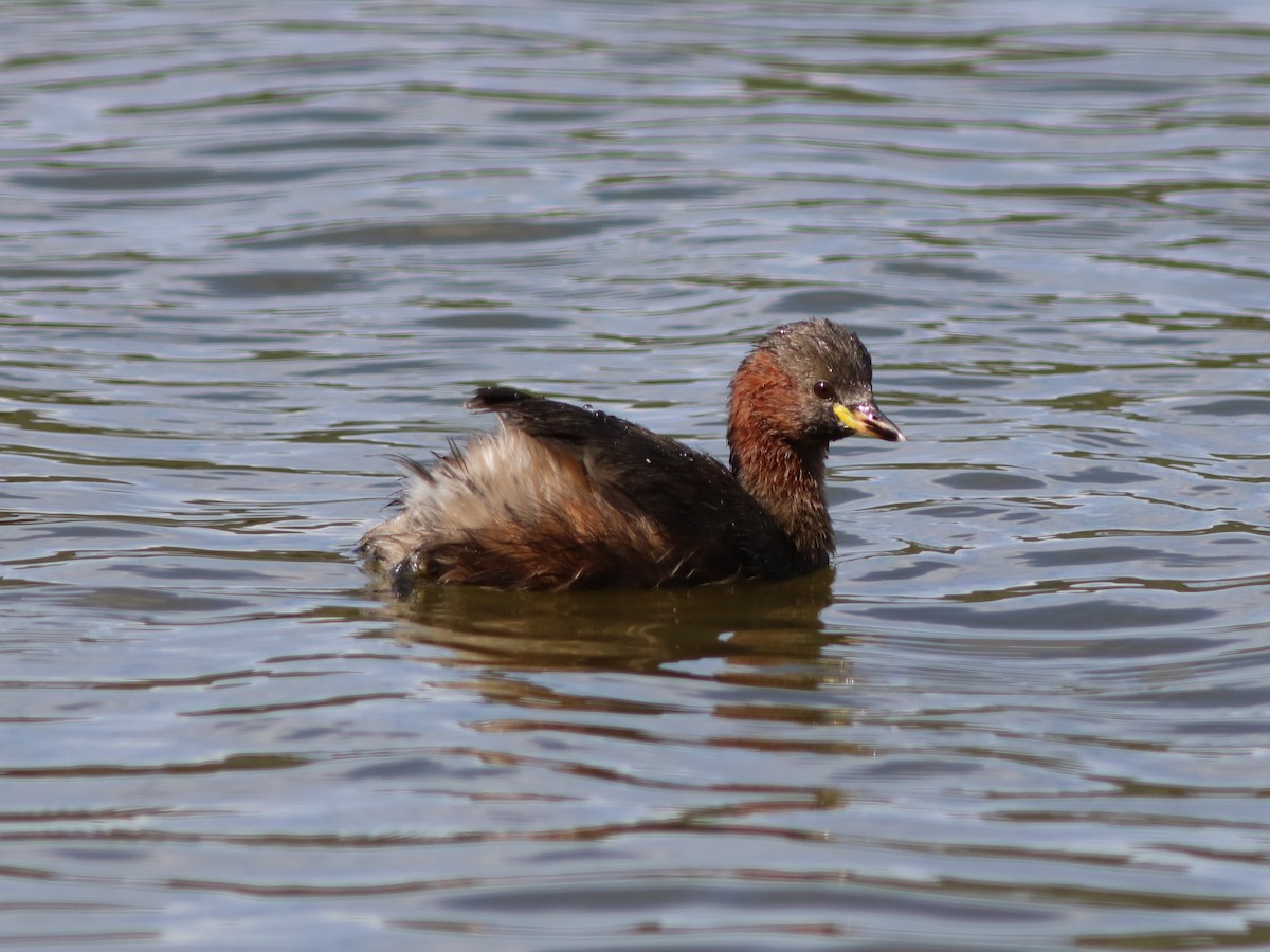 Little Grebe - ML641926773
