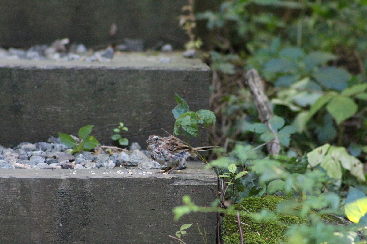 Song Sparrow - ML641926777
