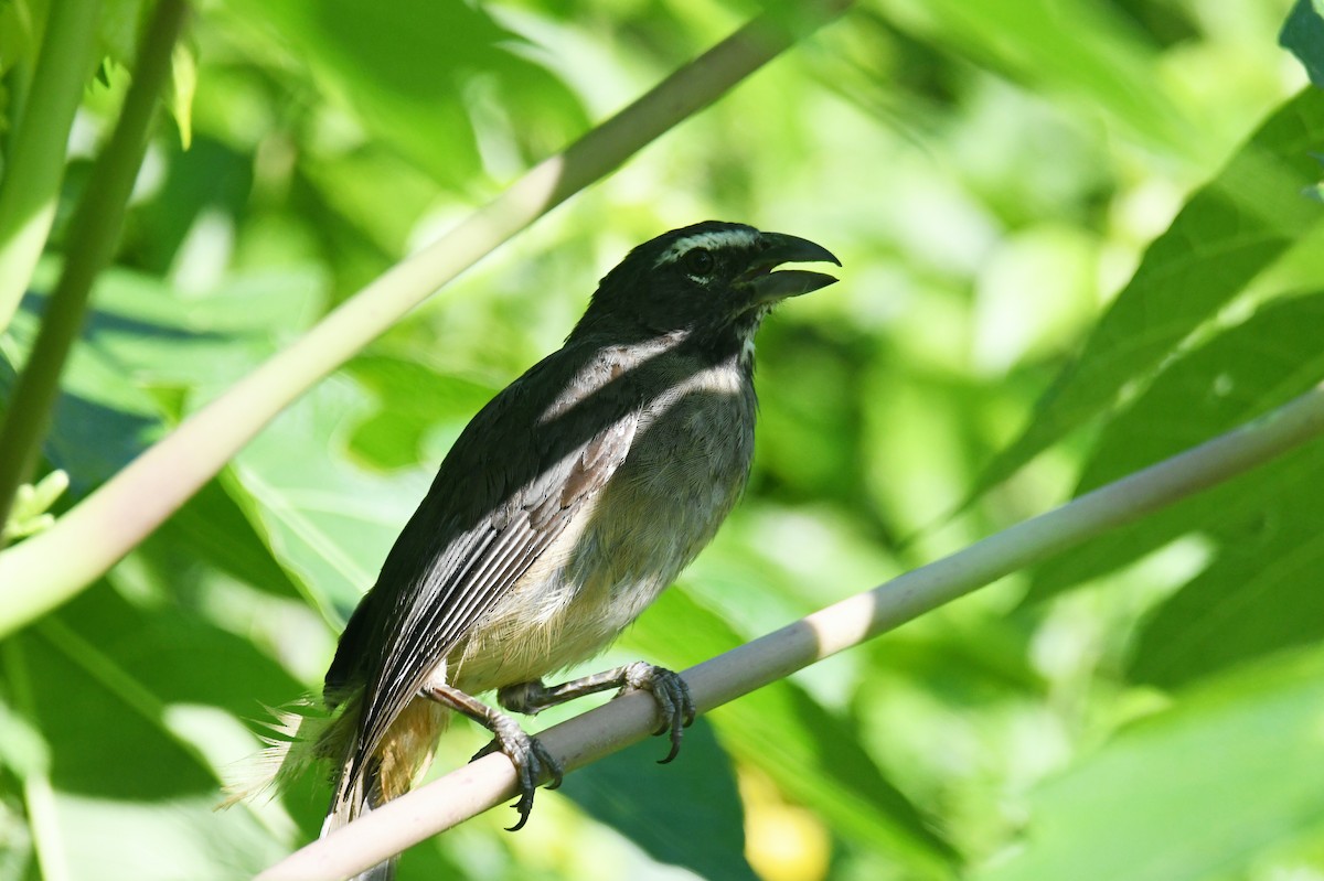 Cinnamon-bellied Saltator - ML641926782