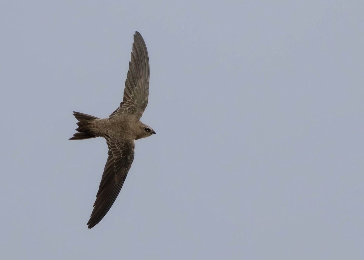 Bradfield's Swift - ML641926794