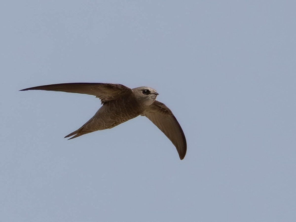 Bradfield's Swift - ML641926795