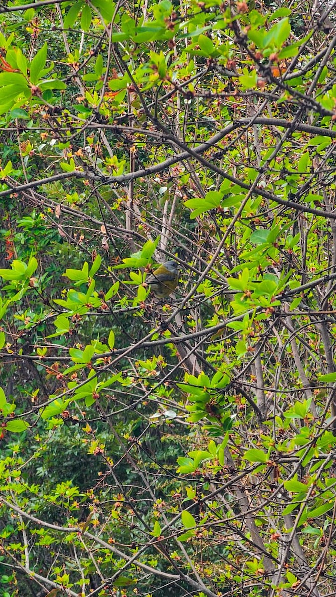 Patagonian Sierra Finch - ML641926807
