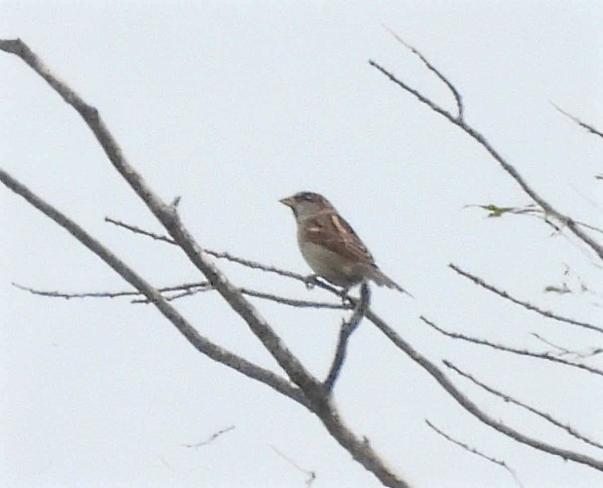 House Sparrow - ML641926813