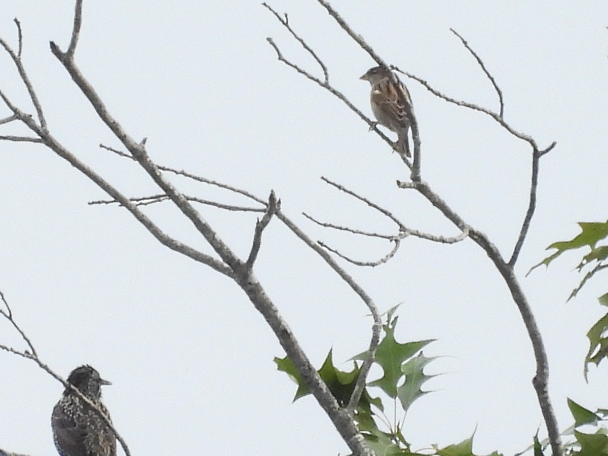 House Sparrow - ML641926814