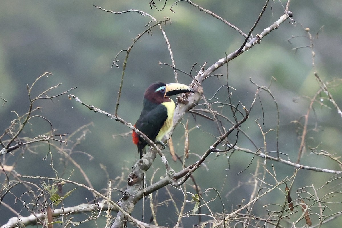 Lettered Aracari - ML641926827