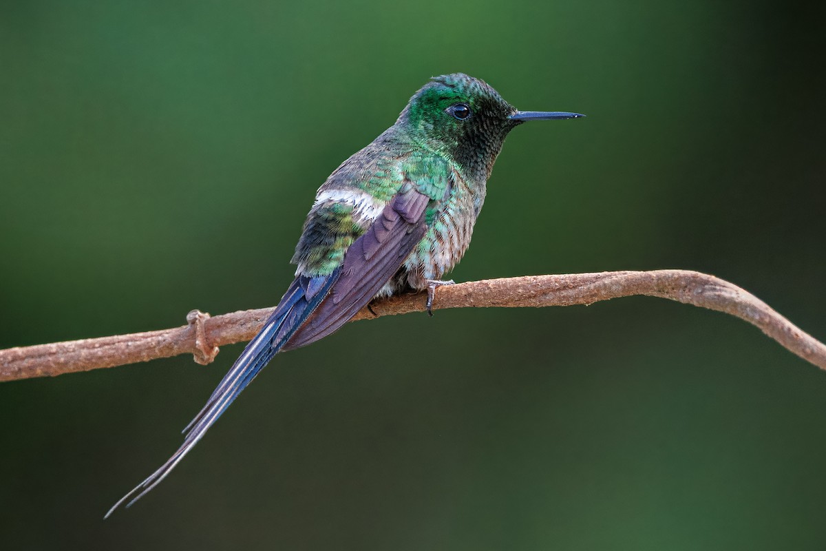 Green Thorntail - ML641926830