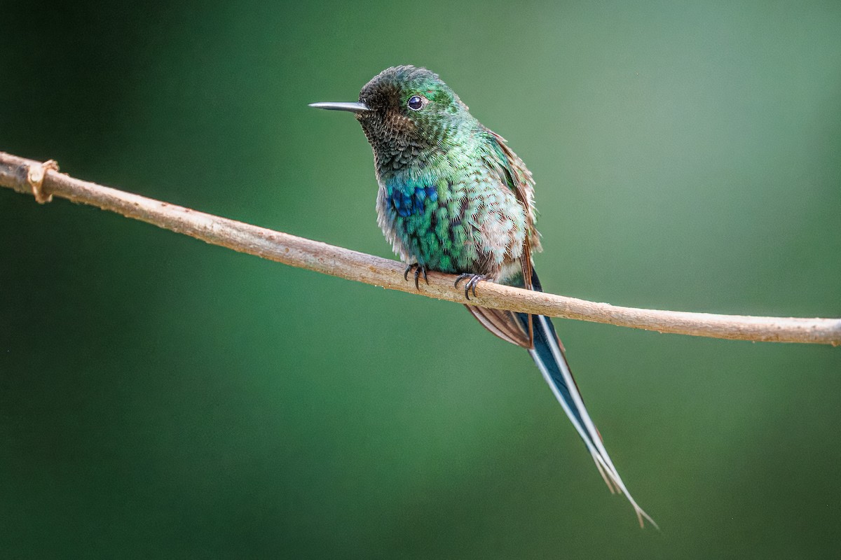 Green Thorntail - ML641926831