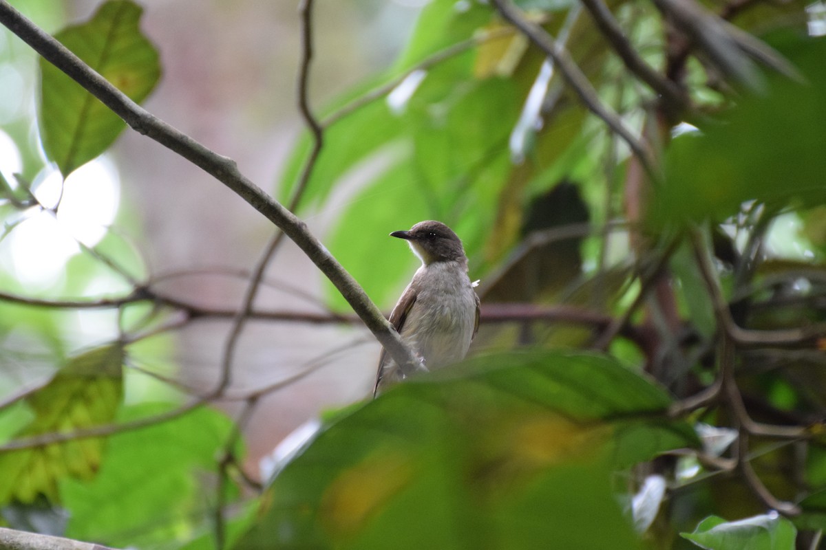 Red-eyed Bulbul - ML641926836