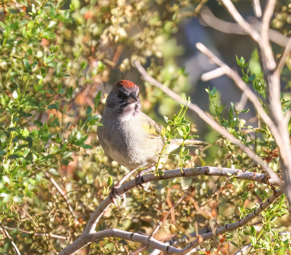 Green-tailed Towhee - ML641926843