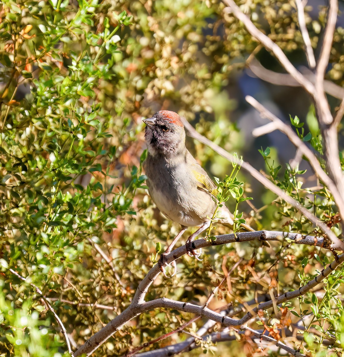 Green-tailed Towhee - ML641926844