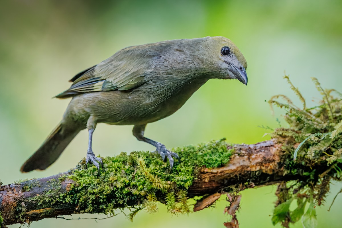 Palm Tanager - ML641926849