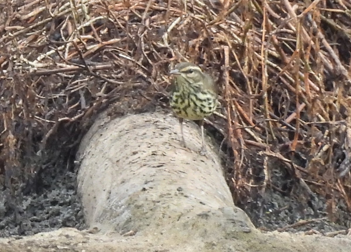 Northern Waterthrush - ML641926850