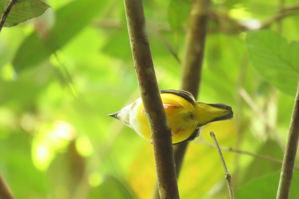 White-collared Manakin - ML641926927