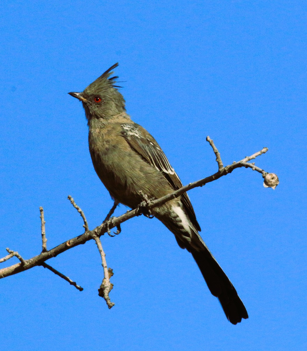 Phainopepla - ML641926934