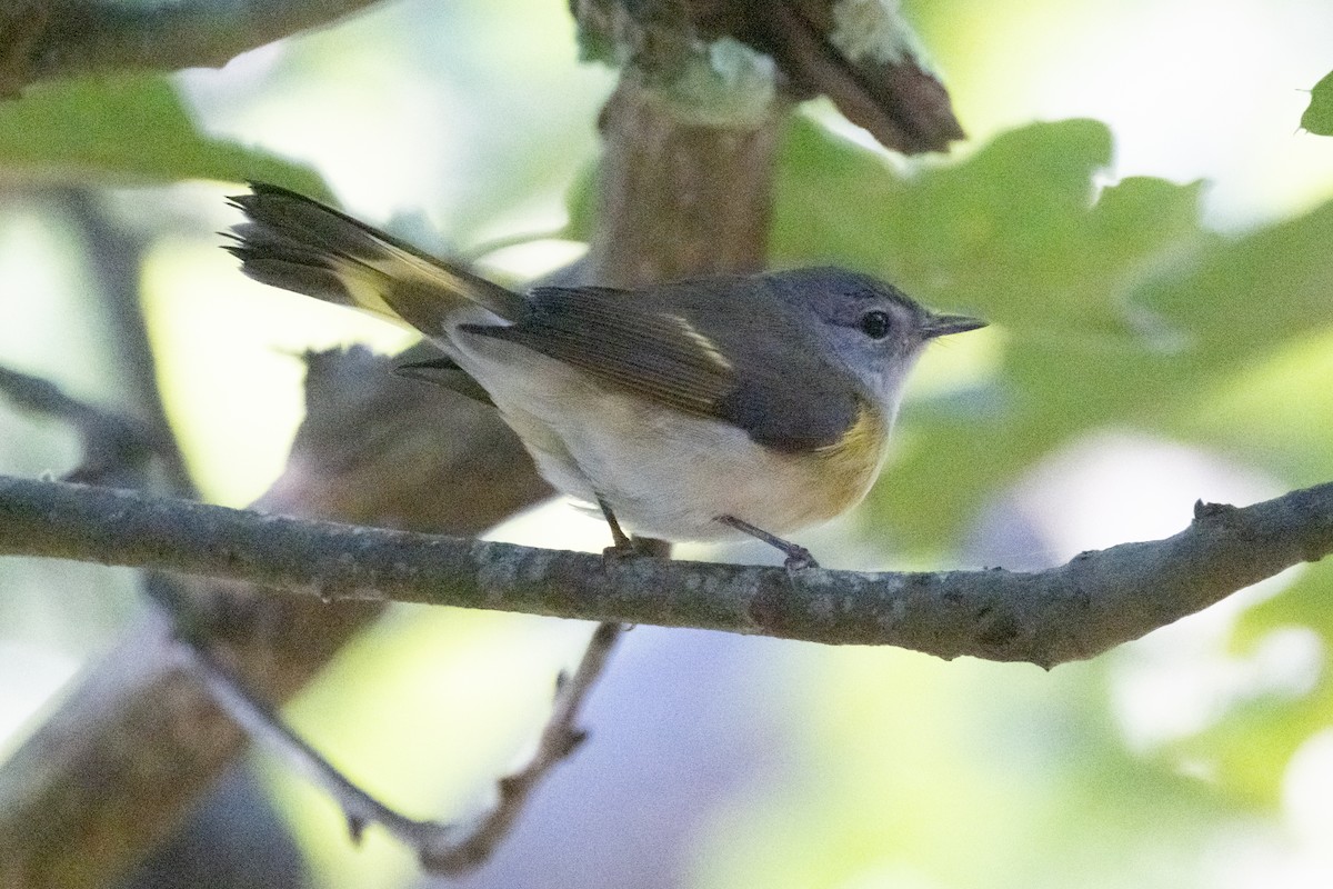 American Redstart - ML641926940