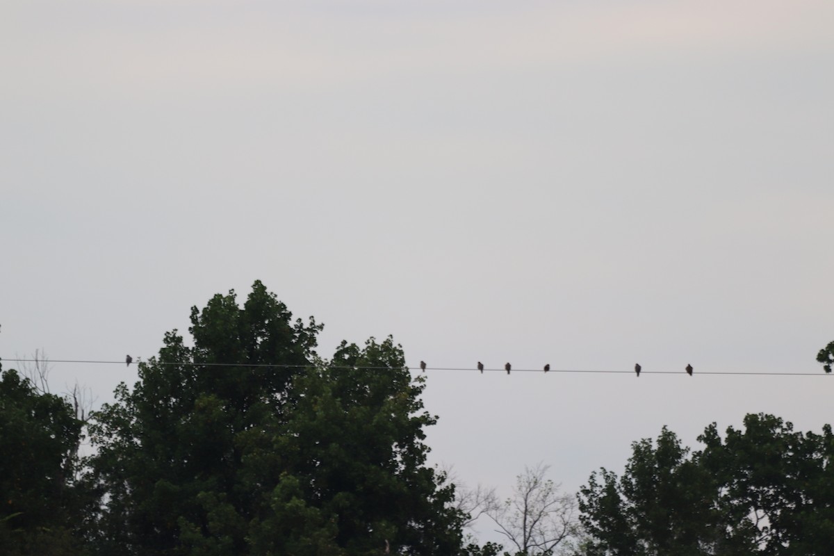 Mourning Dove - ML641926943