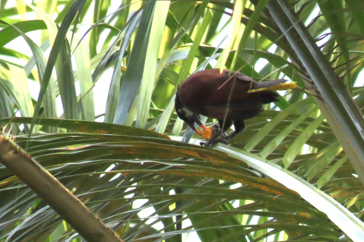 Montezuma Oropendola - ML641926955