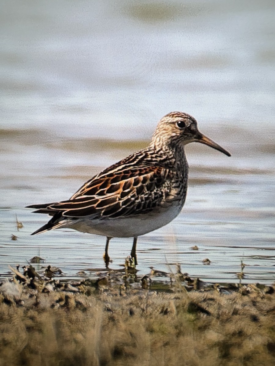 Pectoral Sandpiper - ML641926971