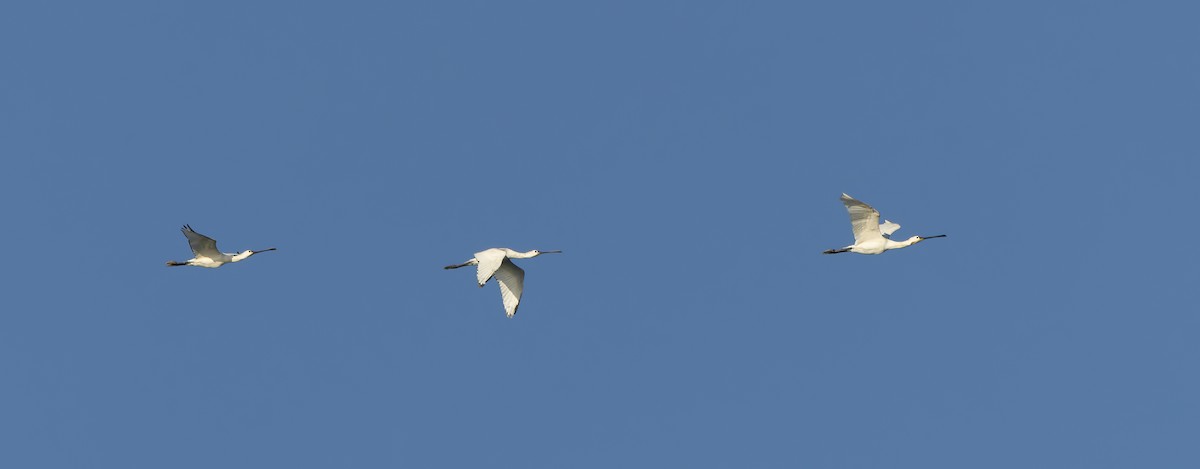 Eurasian Spoonbill - ML641926982