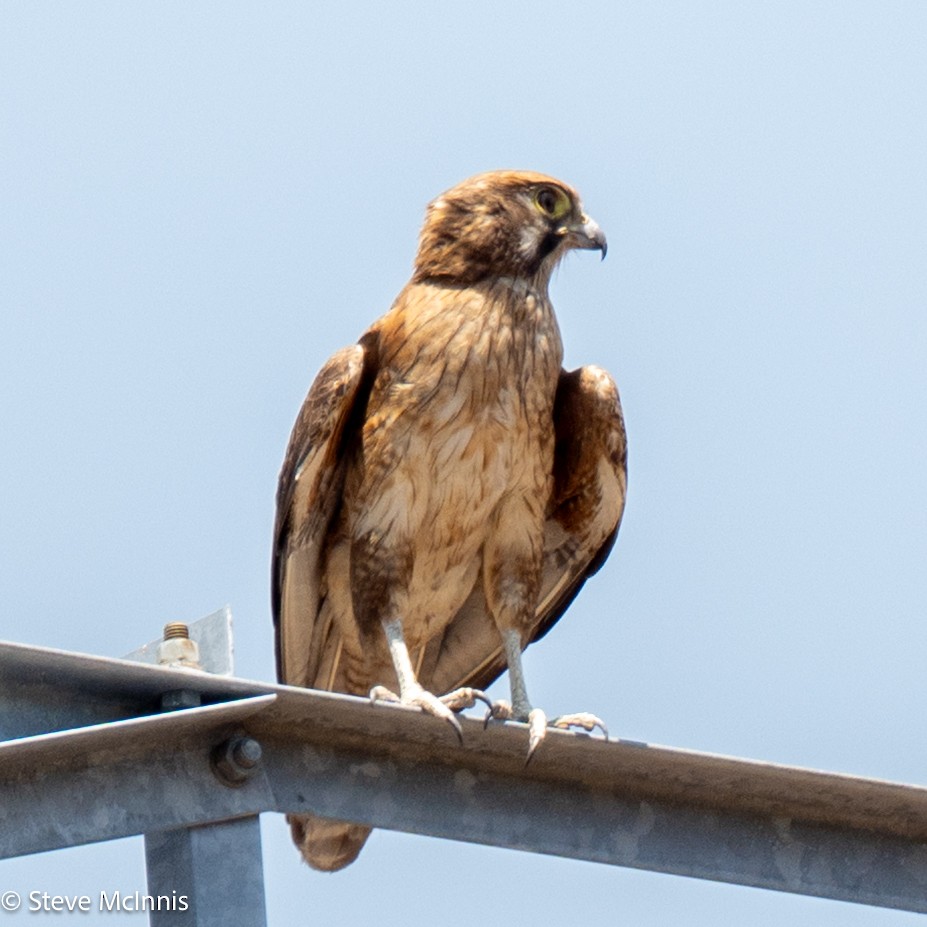 Brown Falcon - ML641927001