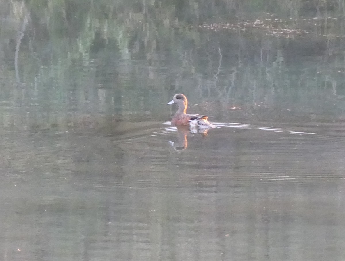 American Wigeon - ML641927025