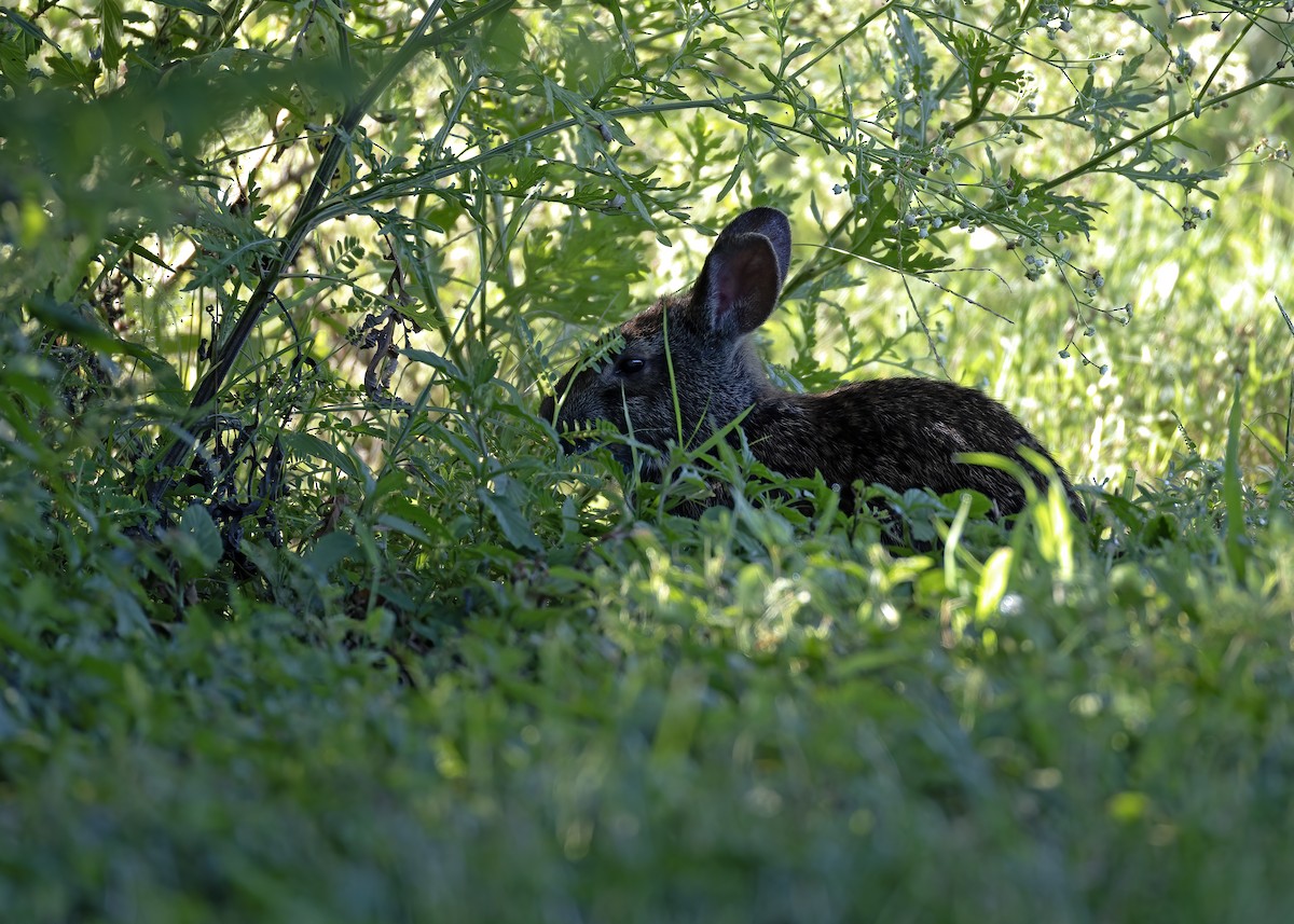 Hares and Rabbits - ML641927046