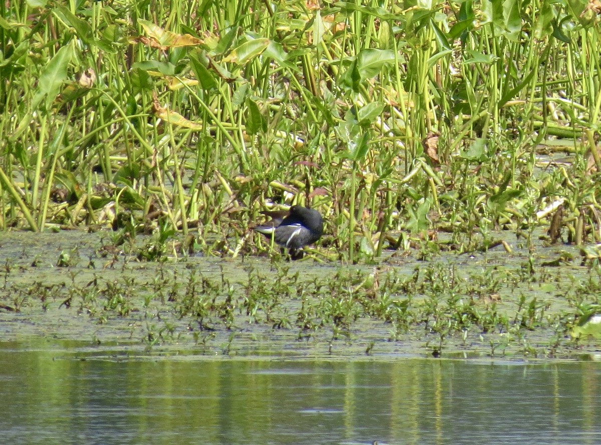 Common Gallinule - ML641927090