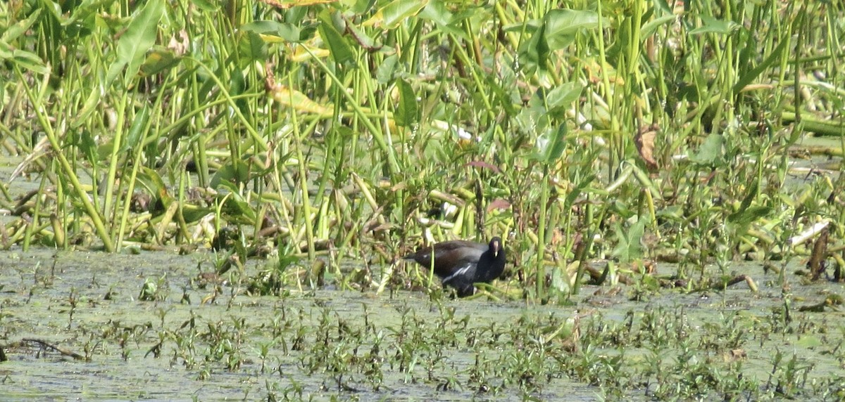 Common Gallinule - ML641927093