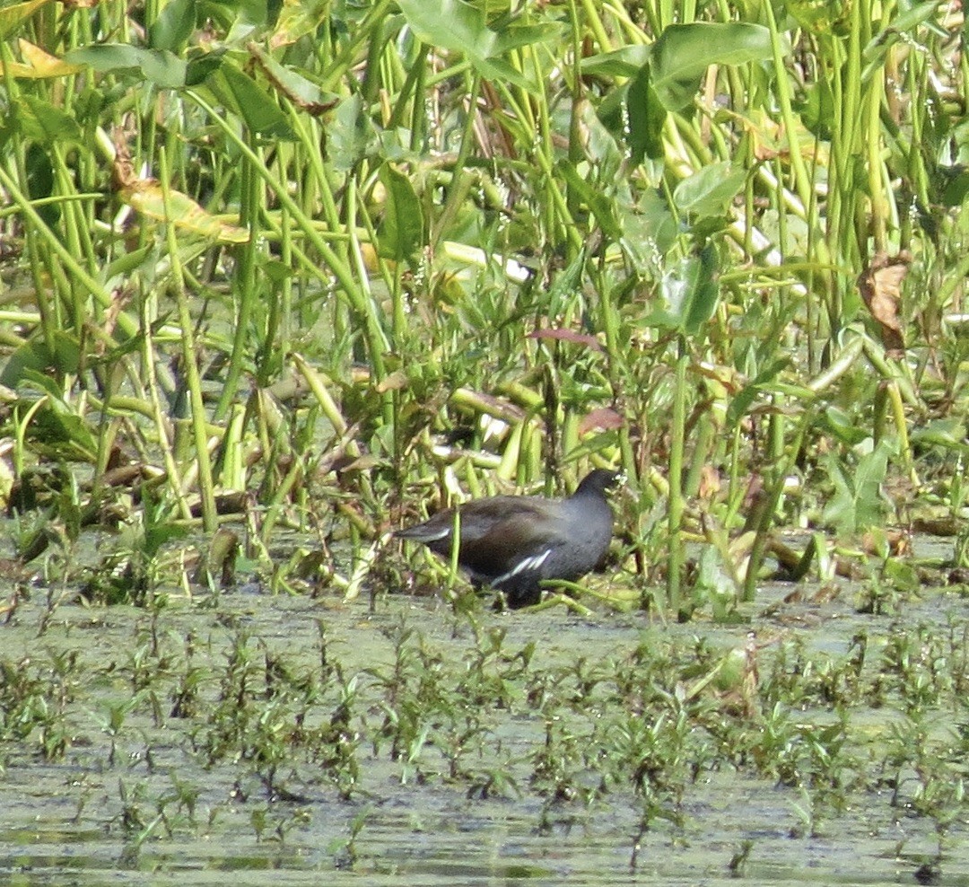 Common Gallinule - ML641927100