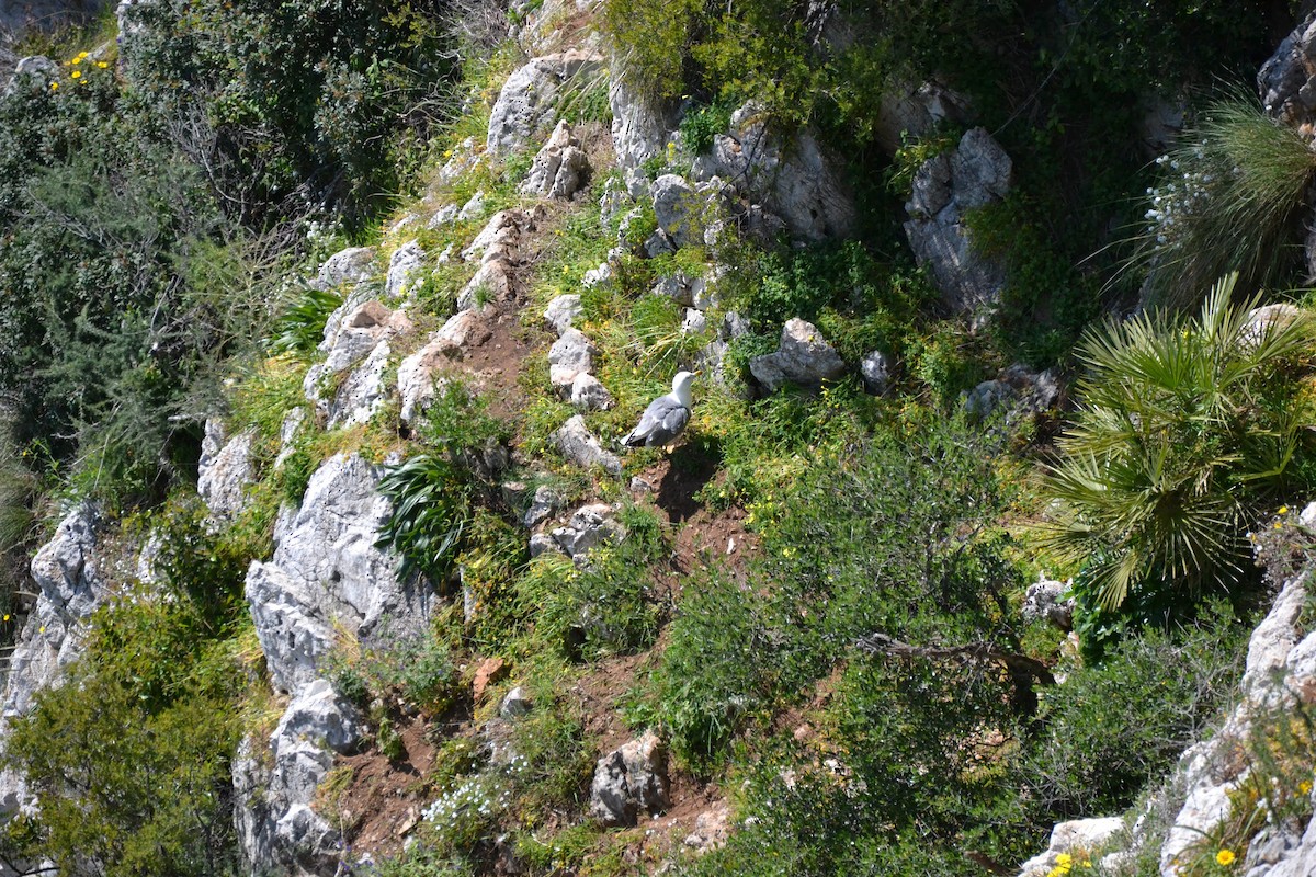 Zafferano - ML641927115