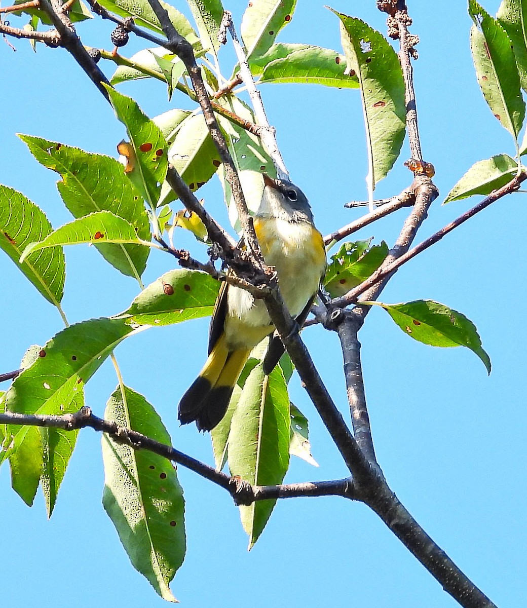 American Redstart - ML641927120